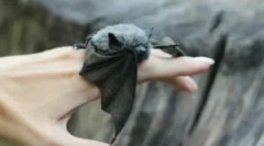 Strona główna bat: opieka i treść